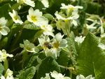 FZ028568 Bee on Primrose.jpg